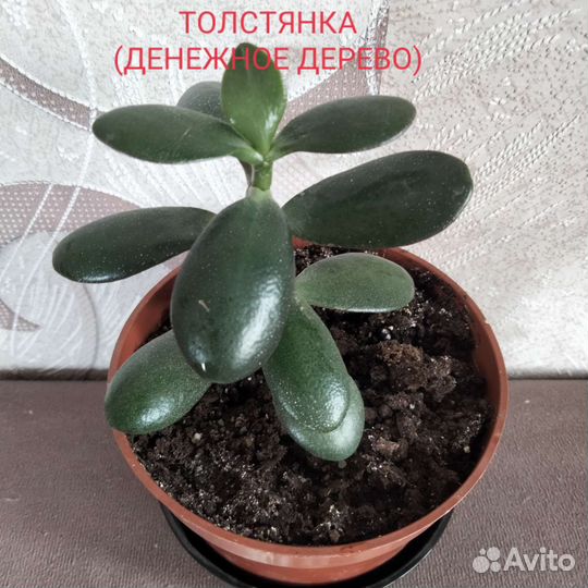 Комнатные цветы