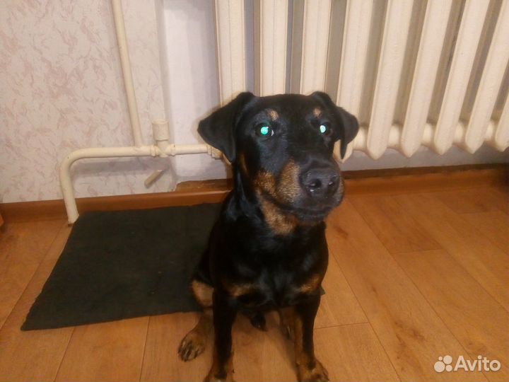 Ягдтерьер Вязка