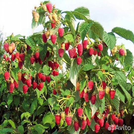 Малиновое дерево таруса