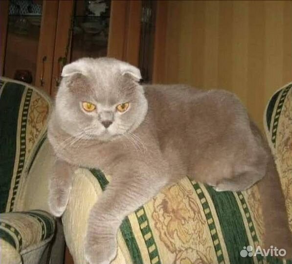 Британский кот, вязка