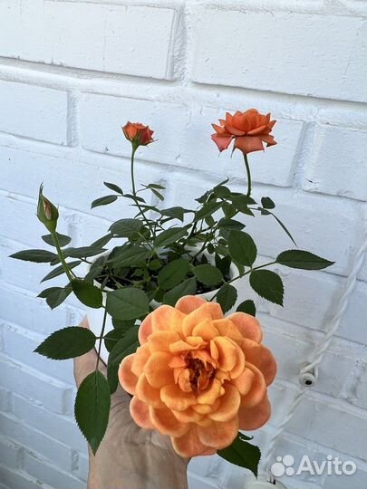 Роза комнатная