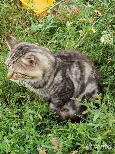 Котик в добрые руки