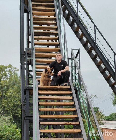 Кинолог. Дрессировка собак