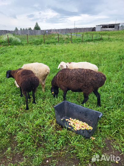 Курдючные бараны овцы Козы