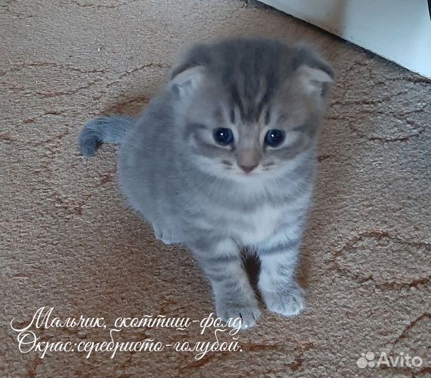 Шотландская вислоухая кошка