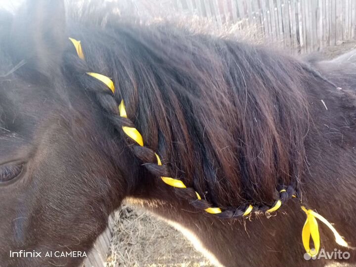 Шетлендская пони. Кобыла. 7 лет