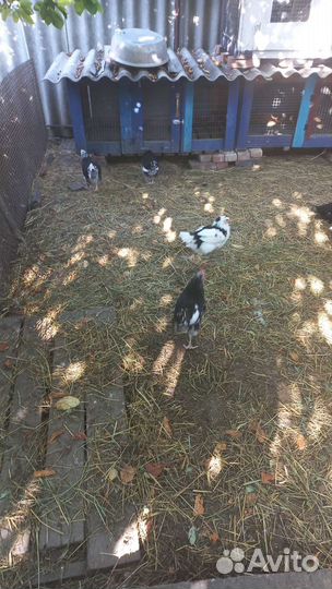 Куры несушки