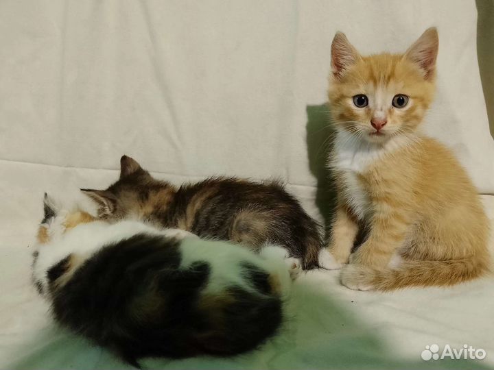 Котята в добрые руки