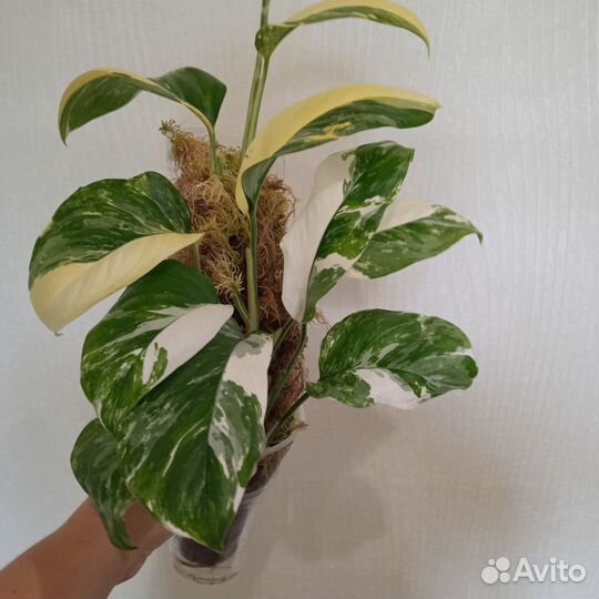 Монстера Лечлериана