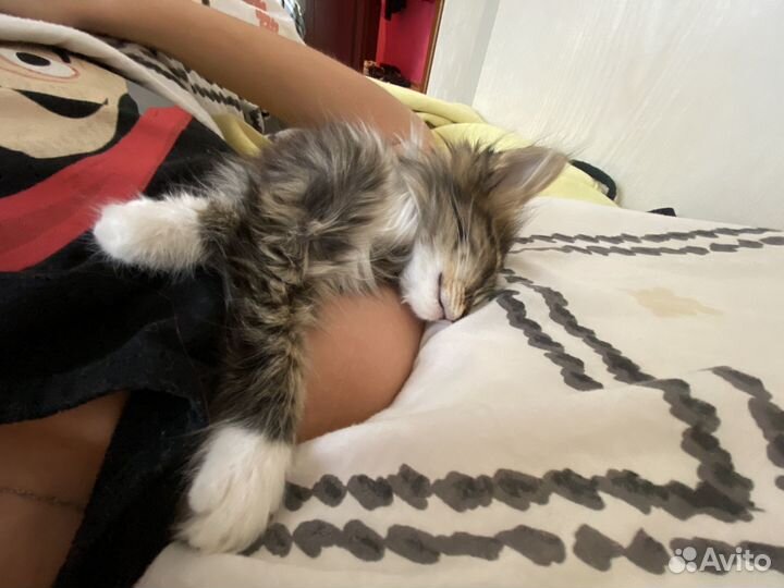 Котенок 2-3месяца