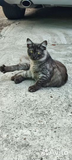 Кошки в добрые руки