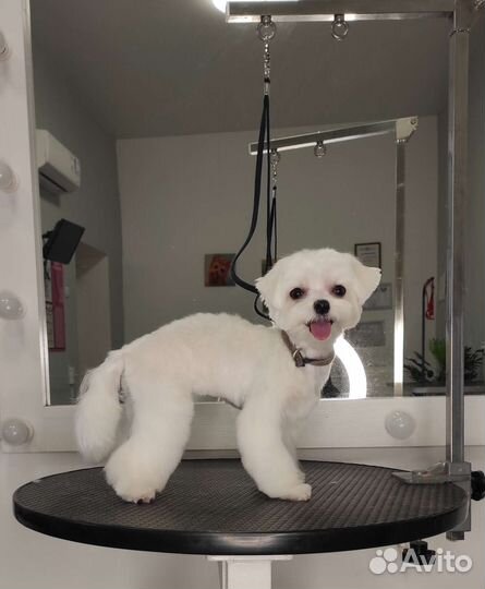 Груминг грумер стрижка собак