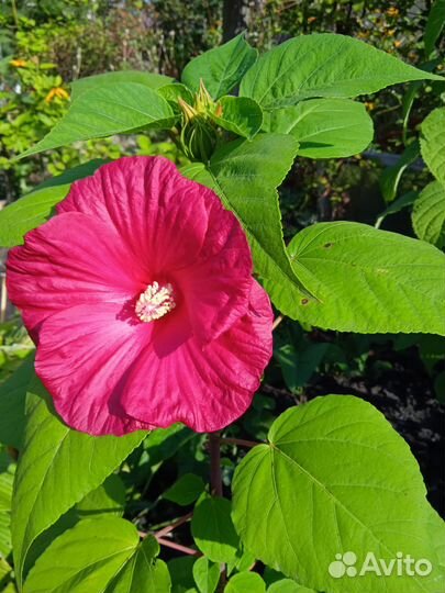 Гибискус травянистый многолетний