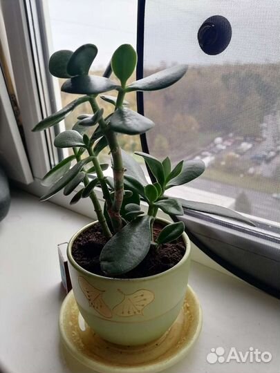 Толстянка, денежное дерево, суккулент