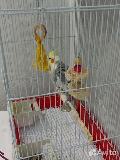 Попугай корелла с клеткой