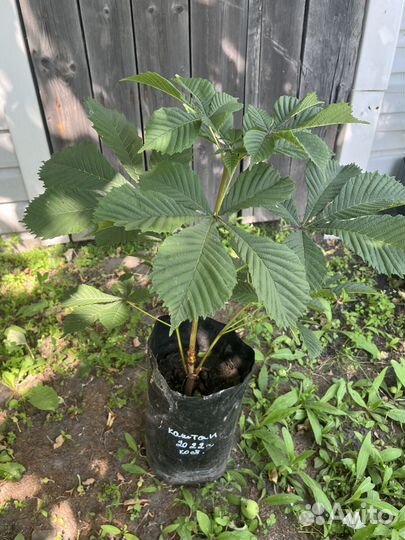 Саженцы каштан, сирень, кедр