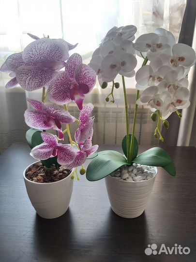 Орхидея в кашпо