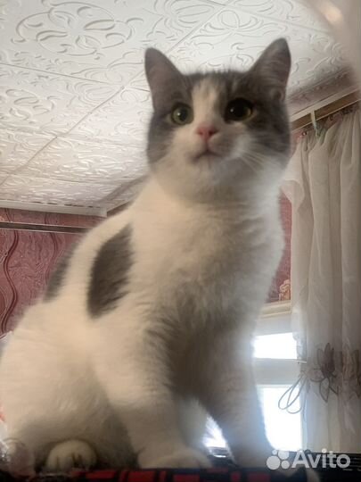 Красивая кошечка