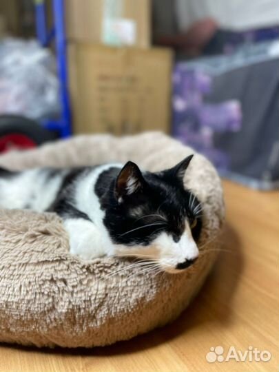 Лежанка для животных