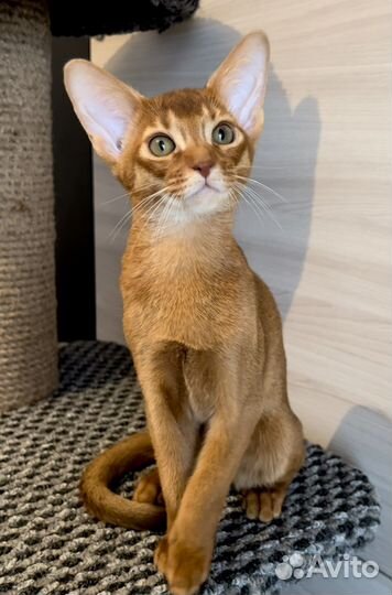 Абиссинские котята