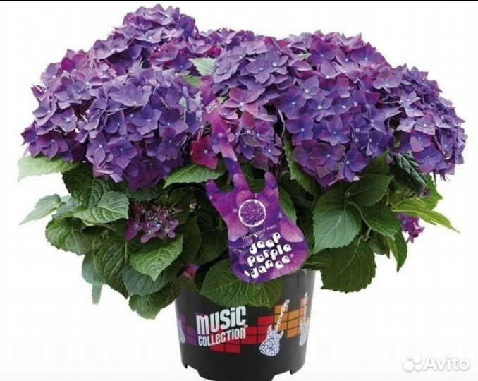 Гортензия крупнолистная Музыкальная Коллекция