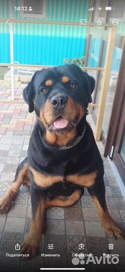 Вязка ротвейлера