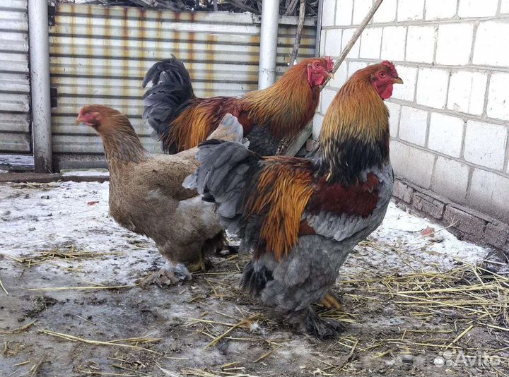 Инкубационное яйцо Брама, Джейсерский, Мехеленская