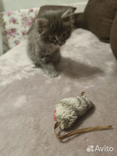 Котенок 2,5 месяца