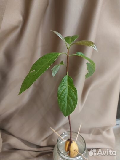 Авокадо растение