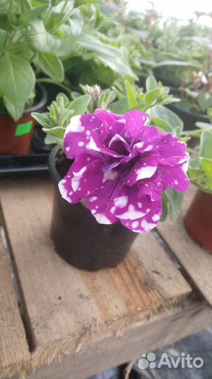 Ампельная петуния вегетативная