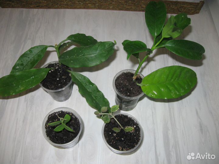 Хойи и другие