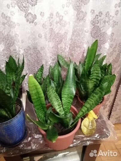 Сансевиерия