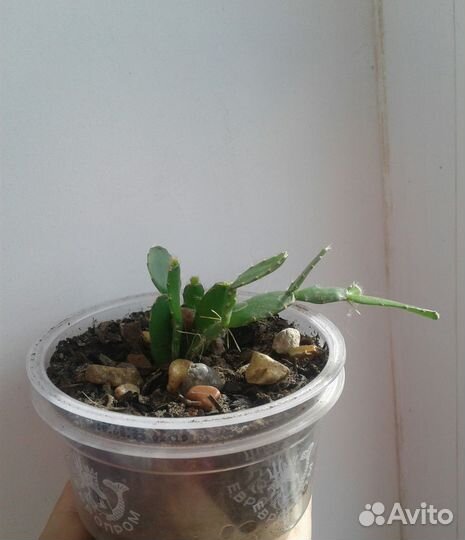 Кактусы и суккуленты