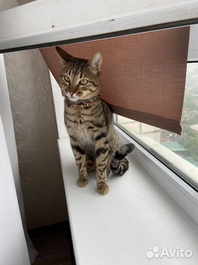 Передержка Ваших любимцев