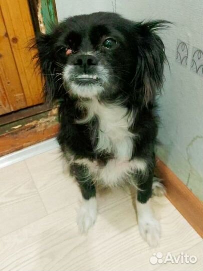 Пекинес в добрые руки