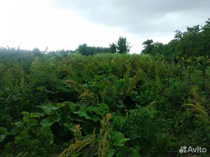 Покос травы спил деревьев