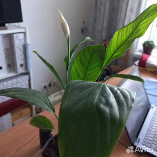 Спатифиллум