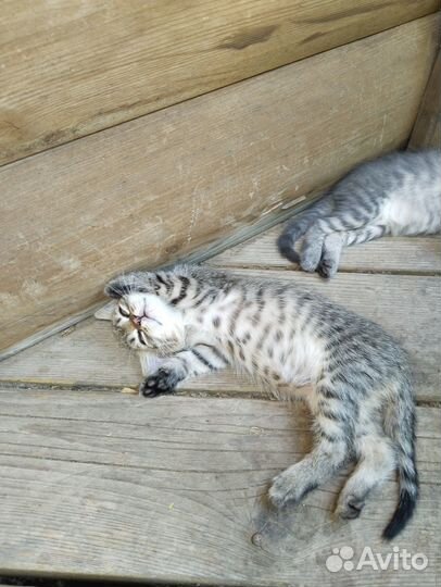 Отдам в добрые руки котят