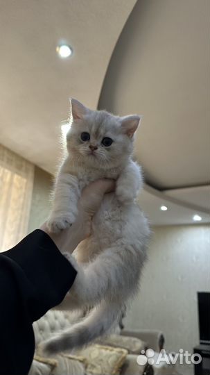 Котята (серебристая шиншилла)