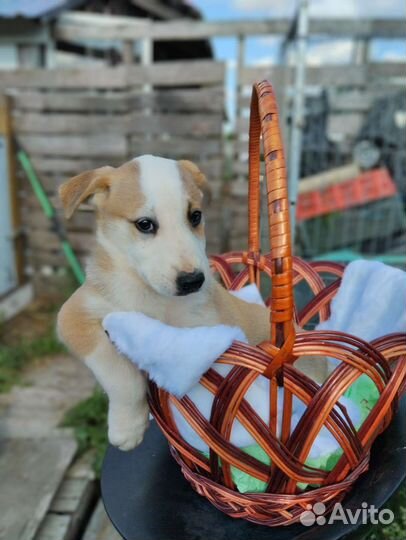 Щенки в добрые руки