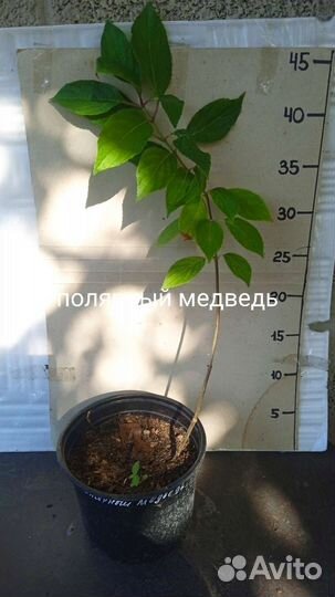 Гортензии метельчатые