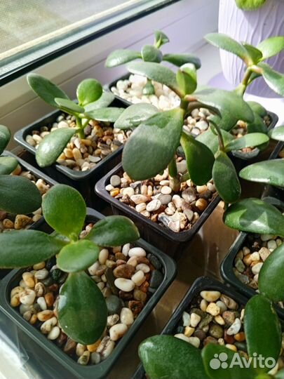 Толстянка, денежное дерево, суккулент крассула