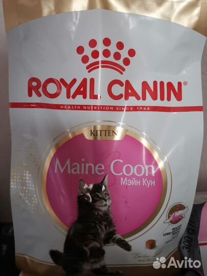 Корм для кошек Royal canin 10 кг Hair&Skin