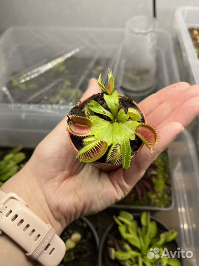 Венерина мухоловка дионея