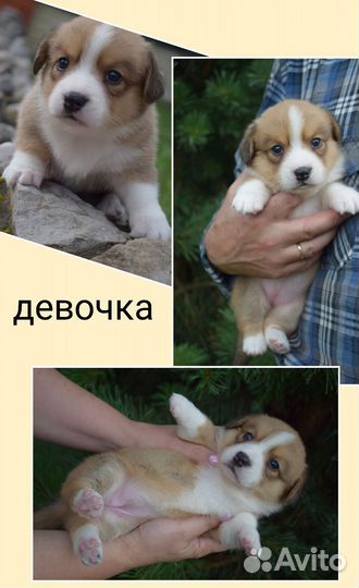 Вельш корги кардиган