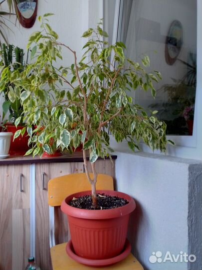 Продам цветы комнатные