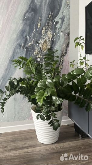 Замиокулькас