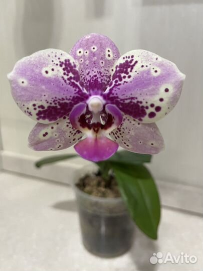 Фаленопсис Фронтера