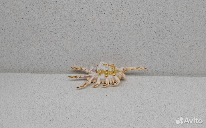 Ламбис Скорпио 12,3 морская ракушка раковина