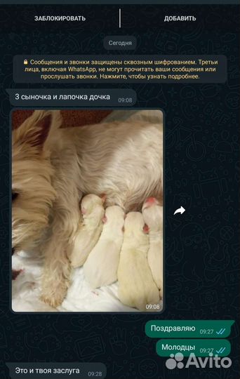 Инструктор по вязки собак